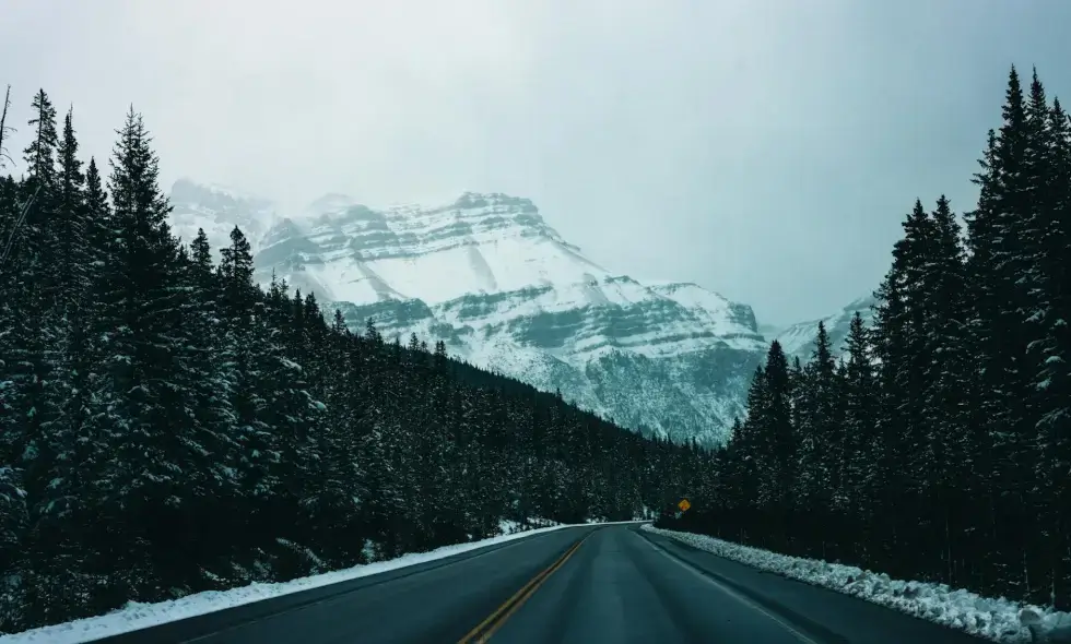 Wildlife crossings over highways: new paths to harmony between nature and humans