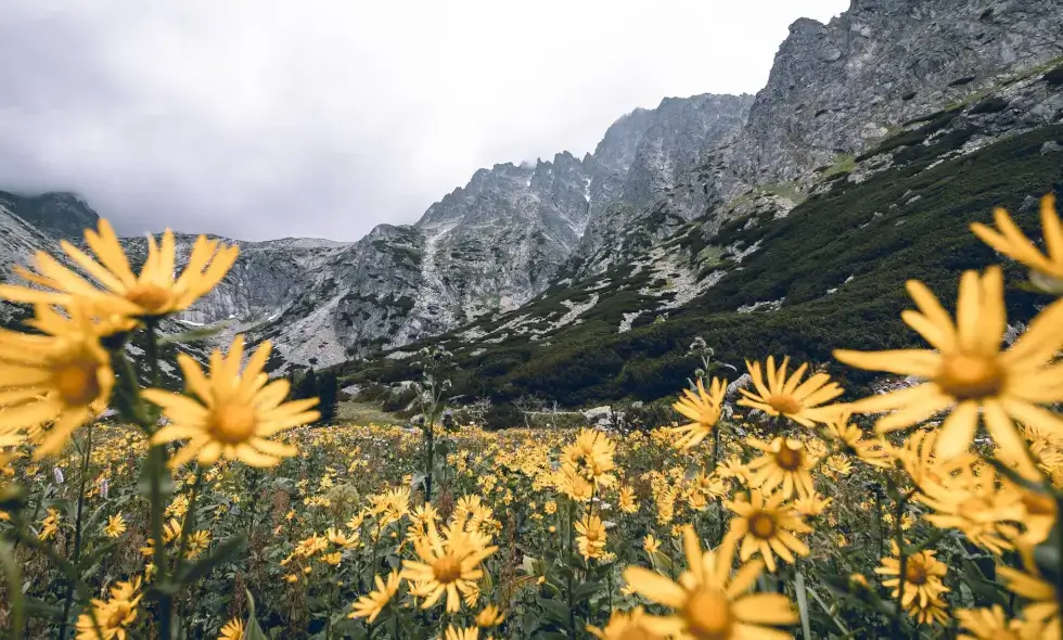 Slovakijos Vinjetė: Kelias į kelionių galimybes